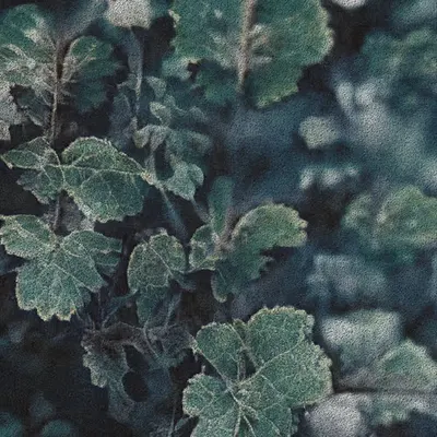 Apparatus Vitis #20