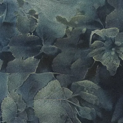 Apparatus Vitis #19