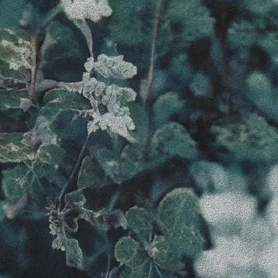 Apparatus Vitis #18