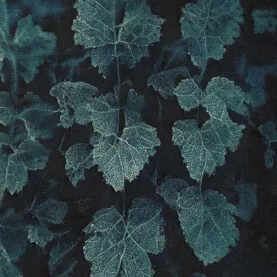 Apparatus Vitis #16