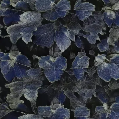Apparatus Vitis #15