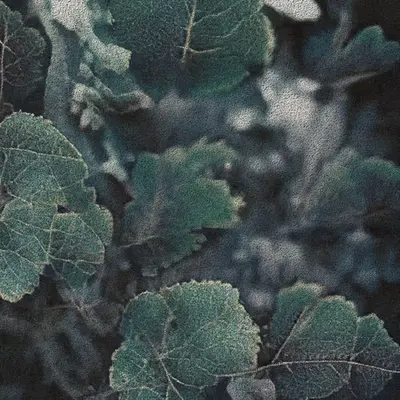Apparatus Vitis #14