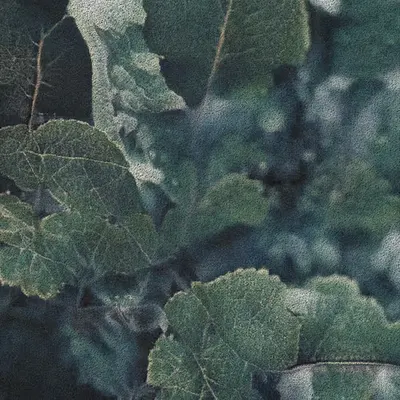 Apparatus Vitis #13