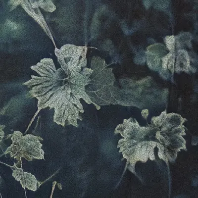 Apparatus Vitis #4