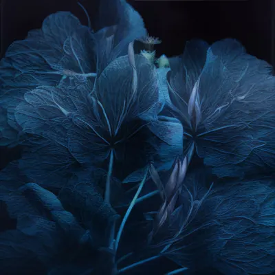 Laumės feathers