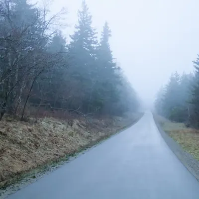 Foggy Spruce