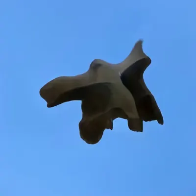 Bones In The Sky Marfa No. 182