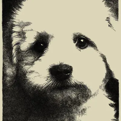 Bichon - Coding Art