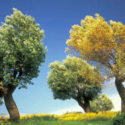 Printemps #37