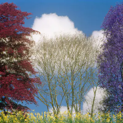 Printemps #98