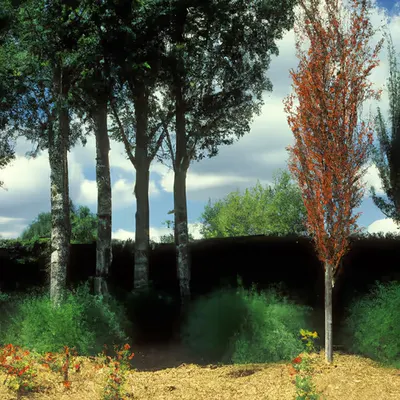 Été #37