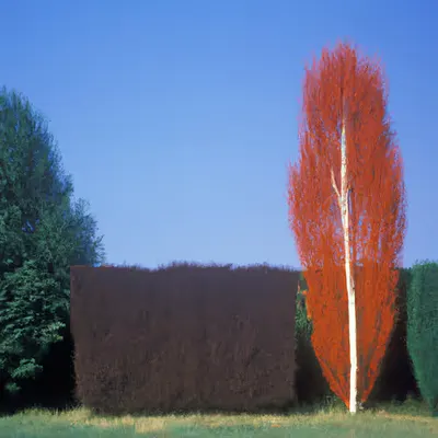 Été #83