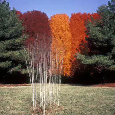 Automne #86