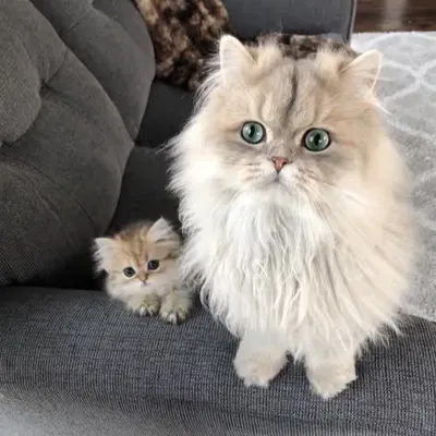 SinjulCat