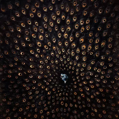 Observed