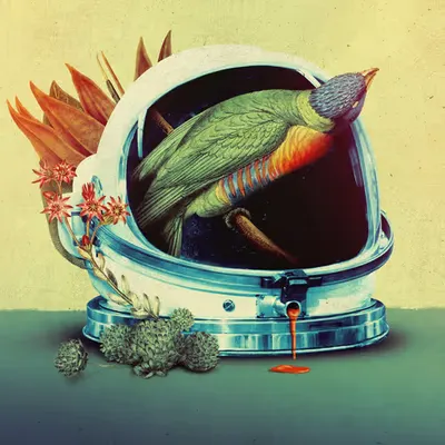 Astro Bird