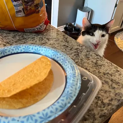 She Want Taco Shell