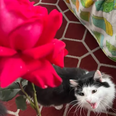 She Want Rose