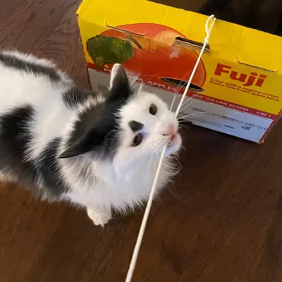 Chip VS String