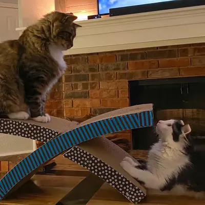 They Meet