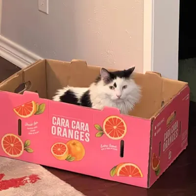 Box of Oranges