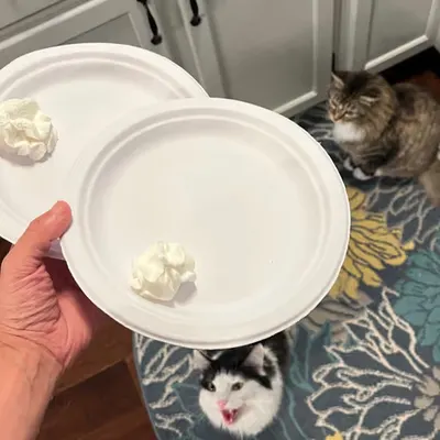 Cat Fort