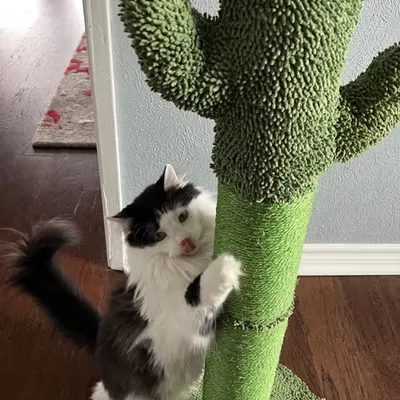 Cactus Blep