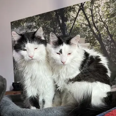 Bedheads