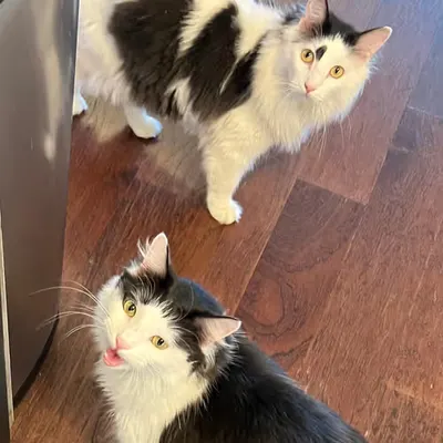 Chatty