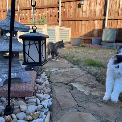 Backyard Frolic