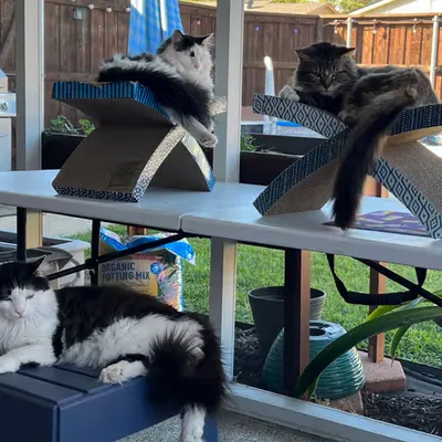 Catio Hangout