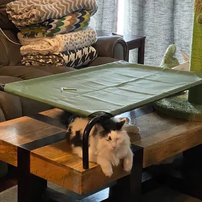 Chip Trying His Best