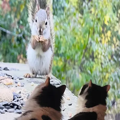 Giant Squirrel