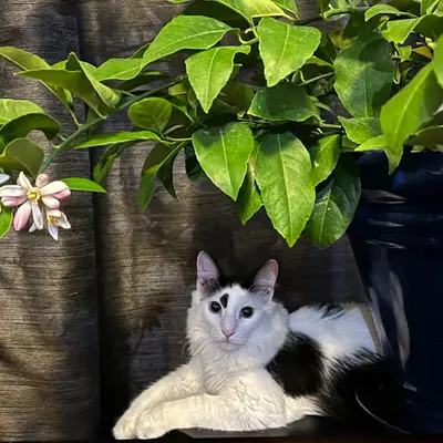 Blossoms