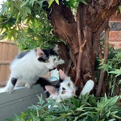 Troublemakers