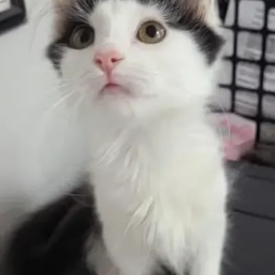 Clara's Adoption Day