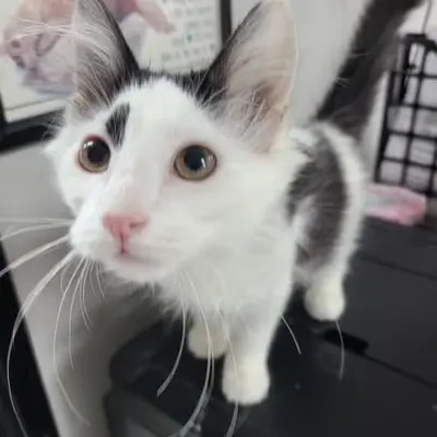 Chip's Adoption Day