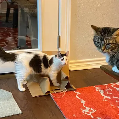 Judged