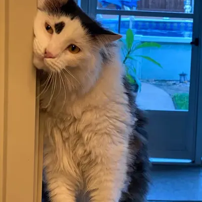 Window Chip
