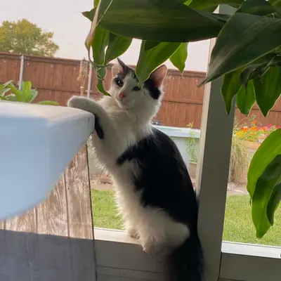 Curious Clara