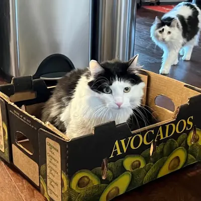 Avocados