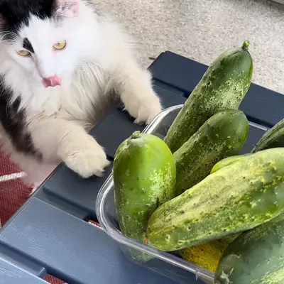 Cucumbers