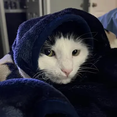 Hoodie Clara