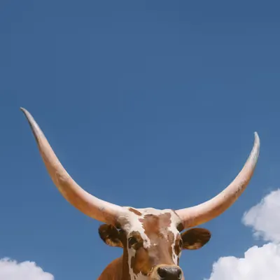 home on the range