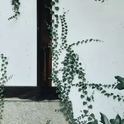 Growth