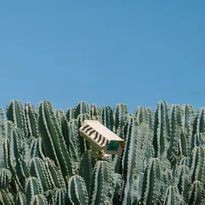 005