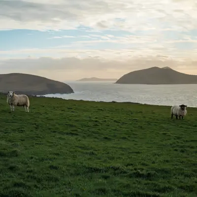 The Sheep Who Watch the Sea