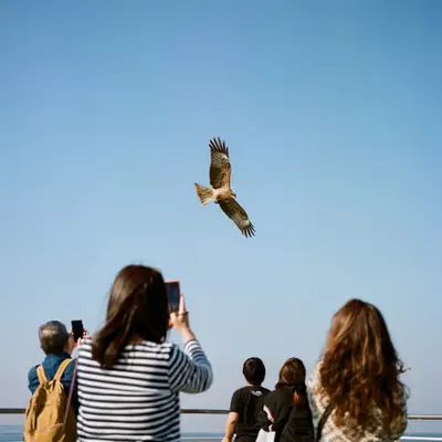 BWOW INTL #8 // Bird of Prey