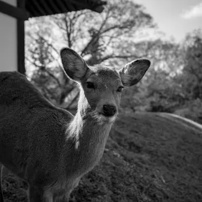 Do You Have Crackers?