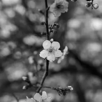 Blossoms